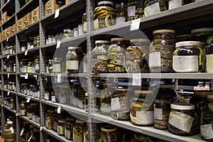 Collection of Zoology, snakes preserved for research and education