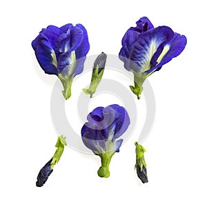 Collections of beautiful blue Butterfly pea with young bud, known as bluebell vine or Asian pigeon wings, isolated on white