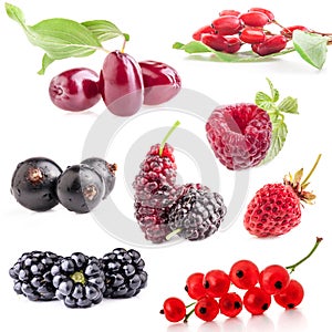 Collections of berry