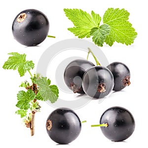 Collections of Black currant photo