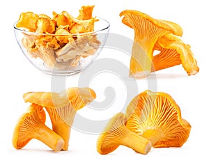 Collections of Edible wild mushroom chanterelle