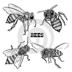 Collections of honey bee icons