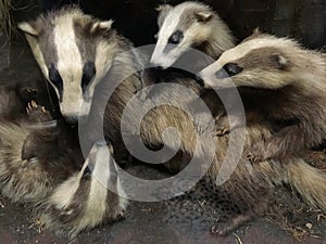 A collective of Badgers or A Clans of Badgers