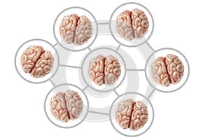 Collective consciousness. Communication and networking of human brains. Organs are isolated on a white background
