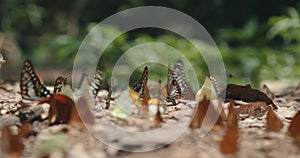 Collective of different butterfly species mud-puddling. Slow motion of colorful butterflies swarm gather to collect minerals from