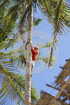 Collector of coconuts