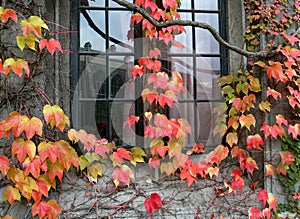 College with Fall Vines