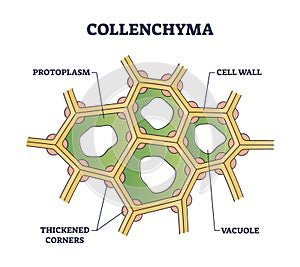 Collenchyma as ground tissue with thick supportive walls outline diagram