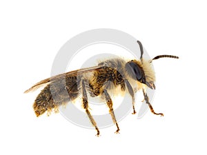 Vernal colletes bee isolated on white background, Colletes cunicularius photo