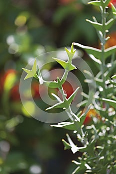 Colletia paradoxa, close up