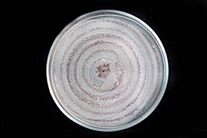 Colletotrichum capsici on PDA media in plate, anthracnose pepper disease on black background