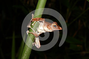 Collettâ€™s Tree Frog (Polypedates colletti) in Bako National Park, Sarawak, Borneo, Malaysia