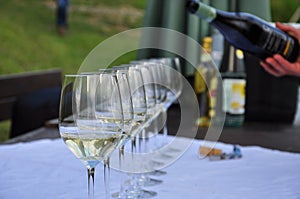 Colli Orientali del Friuli, Italy. Wine tasting glass. photo