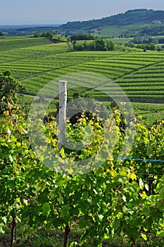 Colli Orientali del Friuli wine region, Italy. Hilly landscape