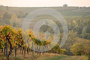 Colli piacentini hills in Italy. Vineyards in autumn