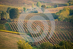 Colli piacentini hills in Italy. Vineyards in autumn