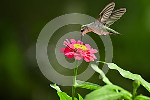 The collibri and Red flower in the moning Vibes