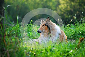 Collie