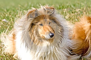 Collie