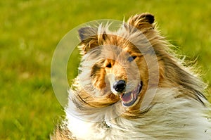 Collie