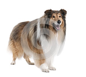 Collie (4 years old)