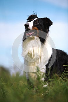 Collie