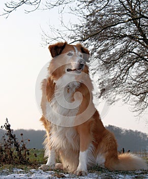 Collie