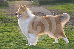 Collie