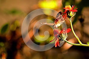 Collie butterfly feeding on flower in aviary