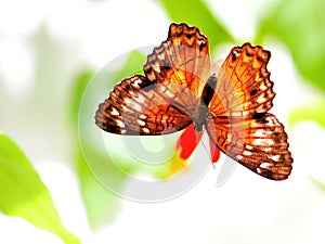 Collie butterfly on flower in aviary photo