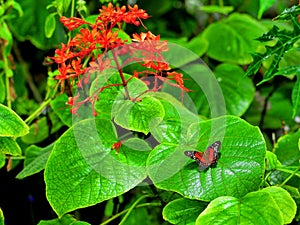 Collie butterfly in front of red flowers