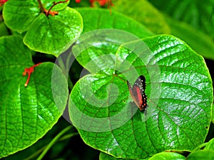 Collie butterfly on large green leaf