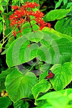 Collie butterfly beside red flowers (vertical)