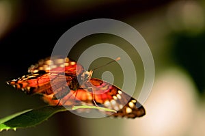 Collie butterfly standing on green leaf