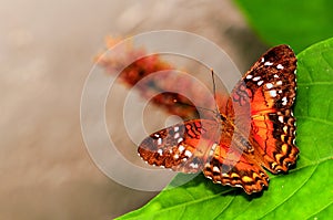 Collie butterfly standing on green leaf in aviary