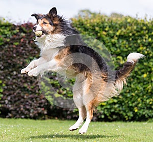 Collie catching ball