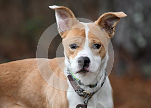 Collie Cattledog Basenji mix mutt puppy dog outside on leash