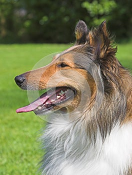 Collie Close-up