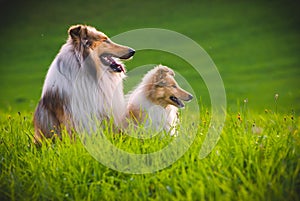 Collie Dog