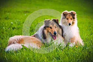 Collie Dog