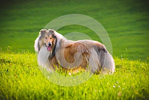 Collie Dog