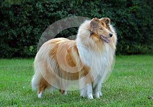 Collie dog