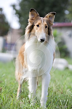 Collie dog photo