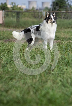 Collie dog