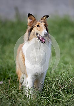 Collie dog