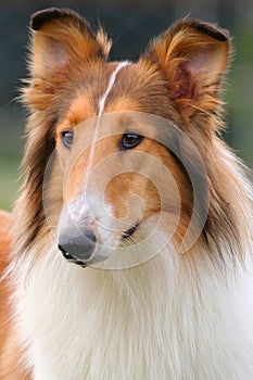 Collie dog photo