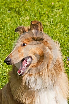 Collie dog