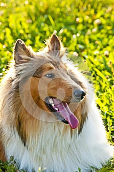 collie dog