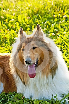 Collie dog