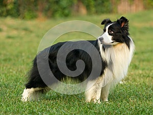 Collie Dog